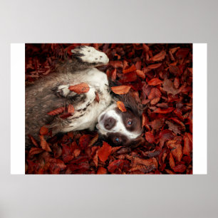 Poster Animaux de bébés cutest   L'espagnol dans les feui