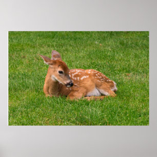Poster Animaux de bébés cutest Little Fawn