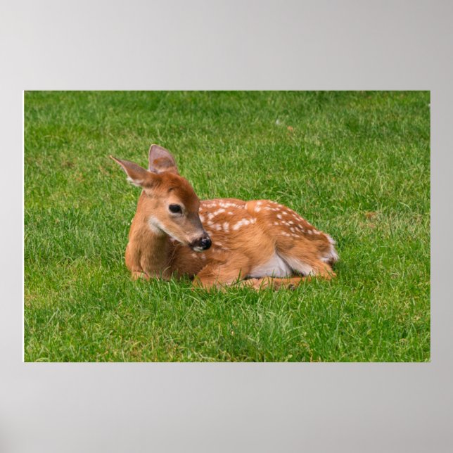 Poster Animaux de bébés cutest | Little Fawn (Devant)