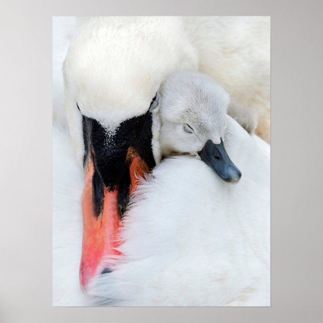 Poster Animaux de bébés cutest | Mère et bébé Mute Swan (Devant)