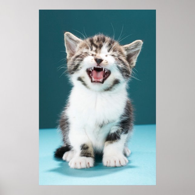 Poster Animaux de bébés cutest | Mewing Baby Kitten (Devant)