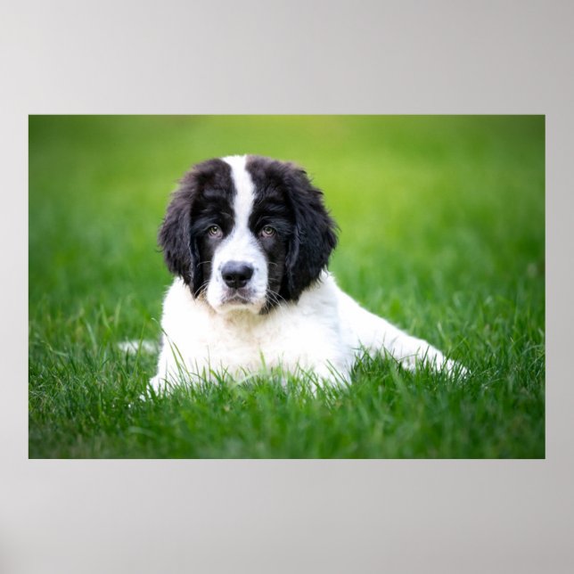 Poster Animaux de bébés cutest | Newfoundland Puppy (Devant)