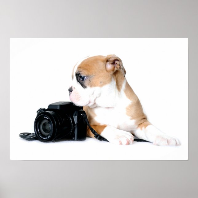 Poster Animaux de bébés cutest | Old Tyme British Bulldog (Devant)