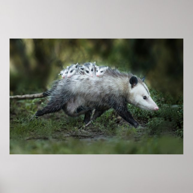 Poster Animaux de bébés cutest | Opossum Maman & Kids (Devant)