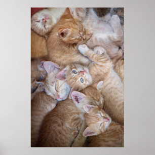 Poster Animaux de bébés cutest Orange Kitten Pile