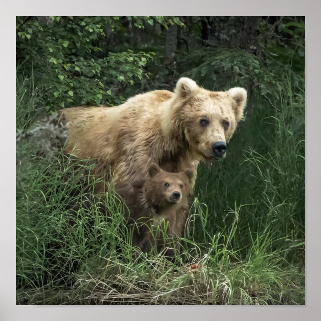 Poster Animaux de bébés cutest | Ours Mama Ours et ses pe (Devant)