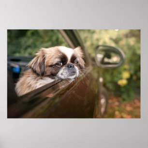 Poster Animaux de bébés cutest   Pekingese Chiot en voitu