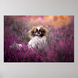 Poster Animaux de bébés cutest Pekingese Puppy