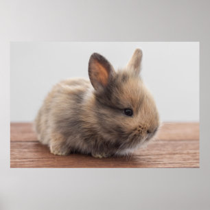 Poster Animaux de bébés cutest Petit lapin bébé