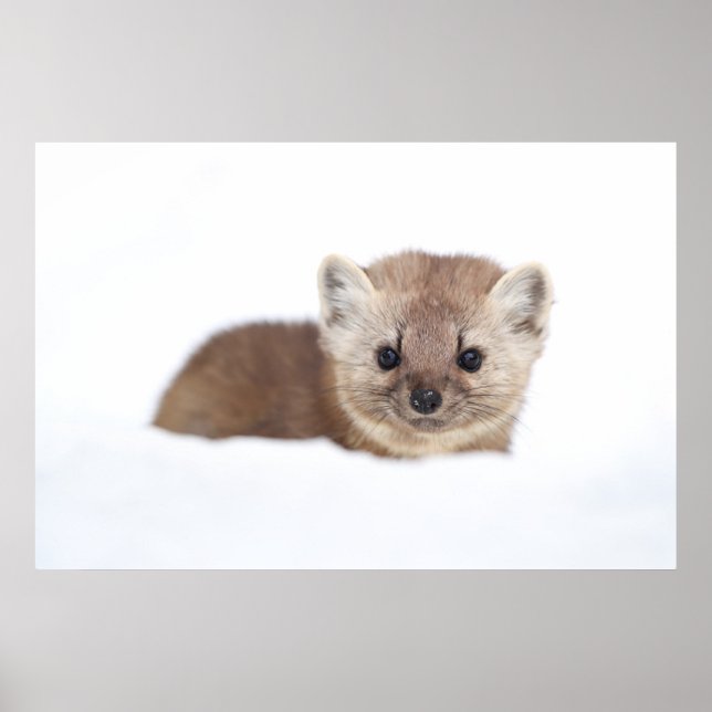 Poster Animaux de bébés cutest | Pine Marten (Devant)