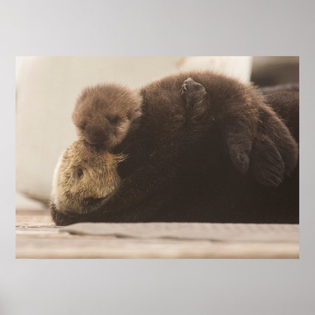 Poster Animaux de bébés cutest | Pompe Otter nouveau-né (Devant)