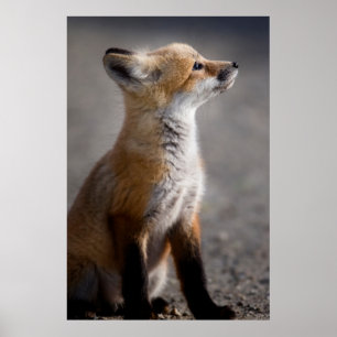 Poster Animaux de bébés cutest Portrait Baby Fox