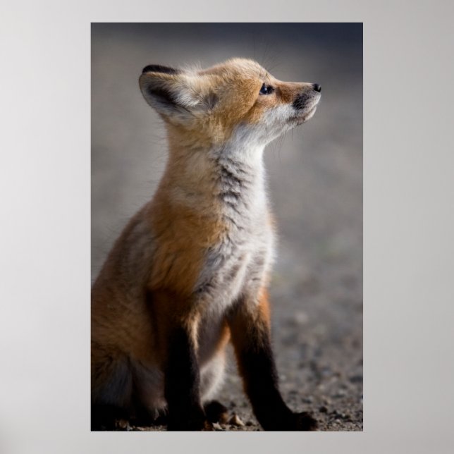 Poster Animaux de bébés cutest | Portrait Baby Fox (Devant)