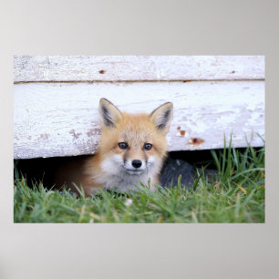 Poster Animaux de bébés cutest   Red Fox Kit Peeking