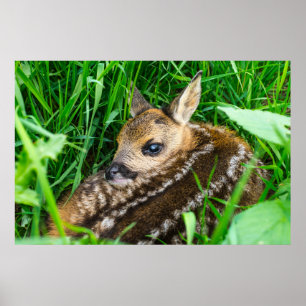 Poster Animaux de bébés cutest   Roe Deer Baby