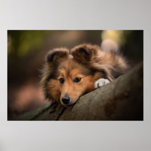 Poster Animaux de bébés cutest   Shetland Sheepdog Puppy