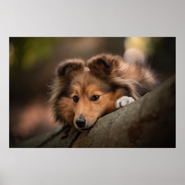 Poster Animaux de bébés cutest | Shetland Sheepdog Puppy (Devant)