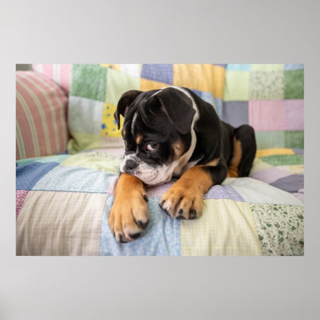 Poster Animaux de bébés cutest | Shy Old English Bulldog (Devant)