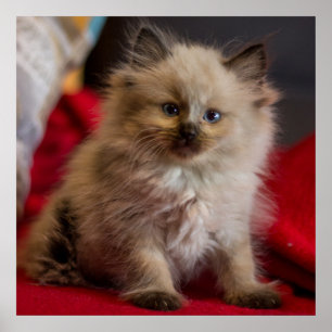 Poster Animaux de bébés cutest Siamese Kitten