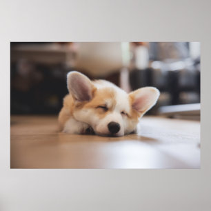 Poster Animaux de bébés cutest   Sleepy Corgi