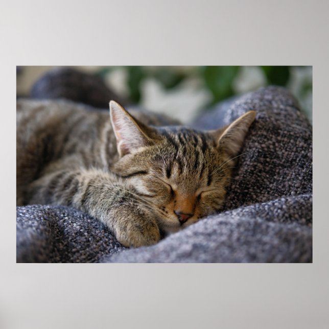 Poster Animaux de bébés cutest | Tabby Kitten Sommeil (Devant)