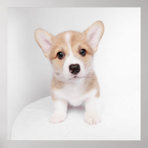 Poster Animaux de bébés cutest Tiny Corgi