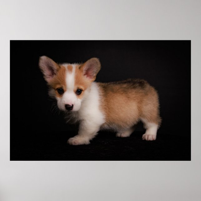 Poster Animaux de bébés cutest | Tiny Corgi (Devant)