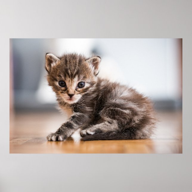 Poster Animaux de bébés cutest | Tiny Tabby Kitten (Devant)