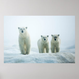 Poster Animaux de bébés cutest   Trois jeunes ours polair