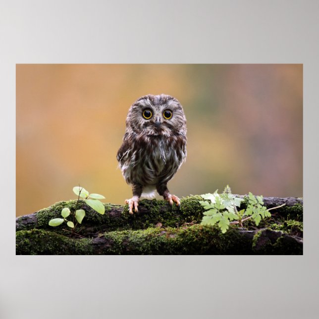 Poster Animaux de bébés cutest | Un hibou-bébé (Devant)