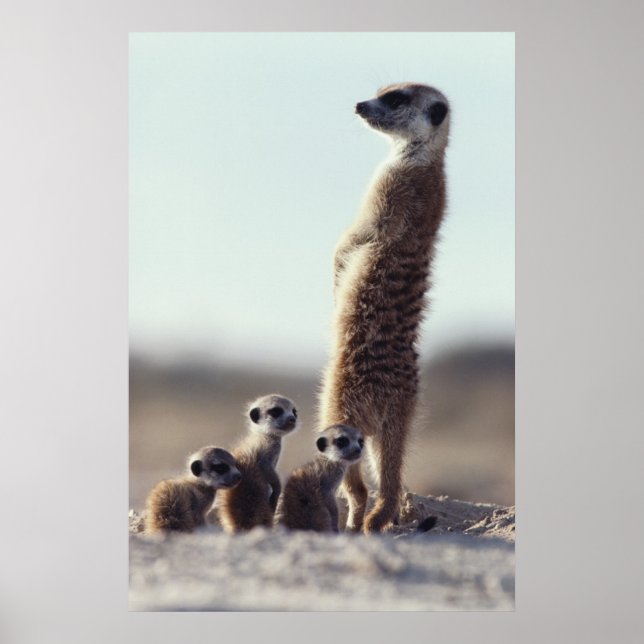 Poster Animaux de bébés cutest | Une famille de Meerkats (Devant)
