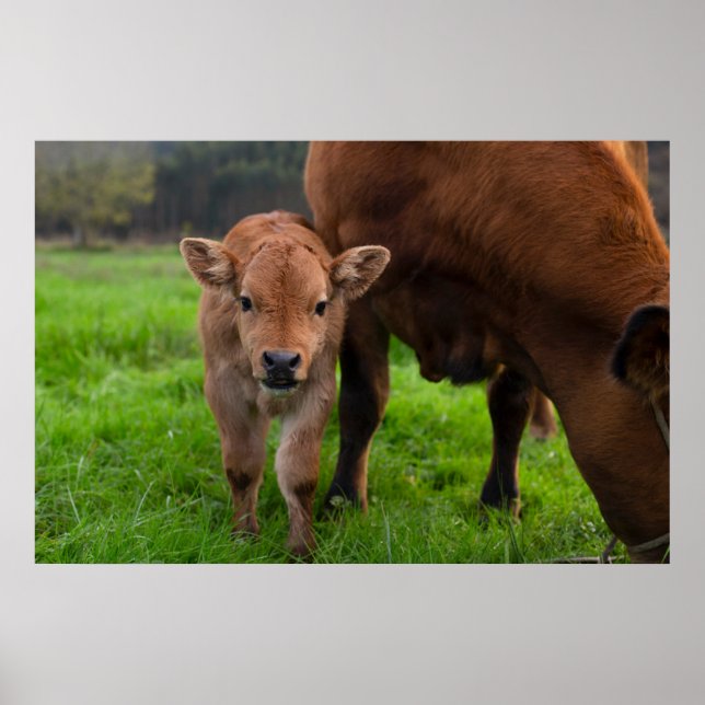 Poster Animaux de bébés cutest | Vache et veau (Devant)