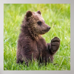 Poster Animaux de bébés cutest Vague d'ours Brown