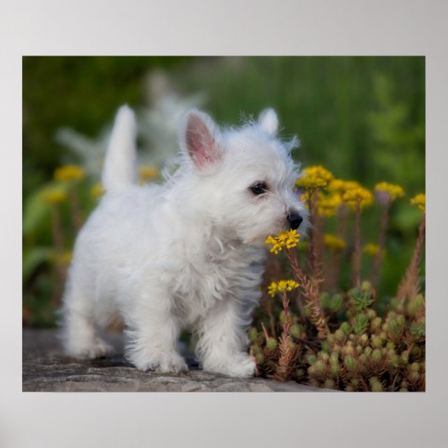 Poster Animaux de bébés cutest | West Highland White Terr (Devant)