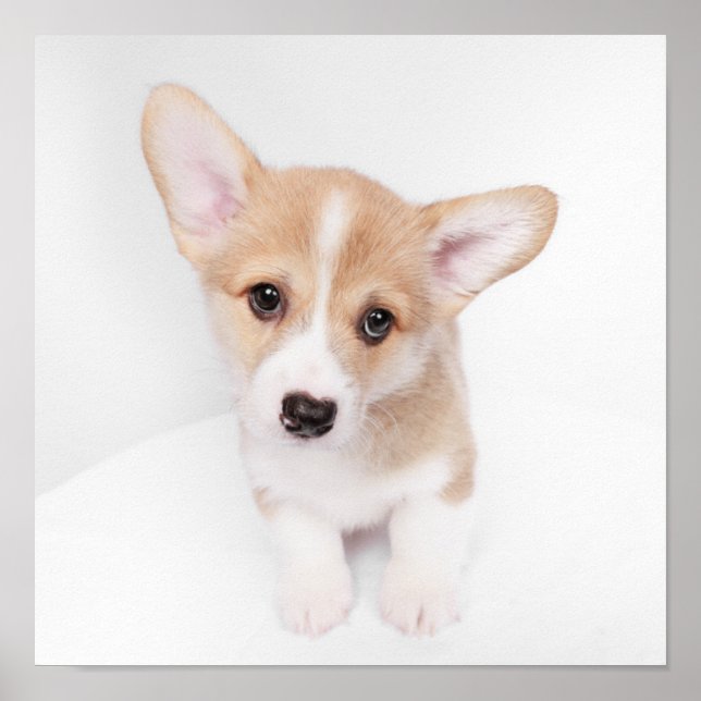 Poster Animaux de bébés cutest | Young Corgi Puppy (Devant)