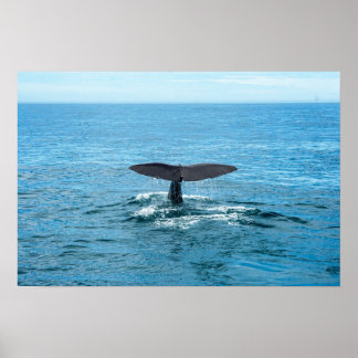 Poster Animaux de compagnie et autres animaux - nageoire 