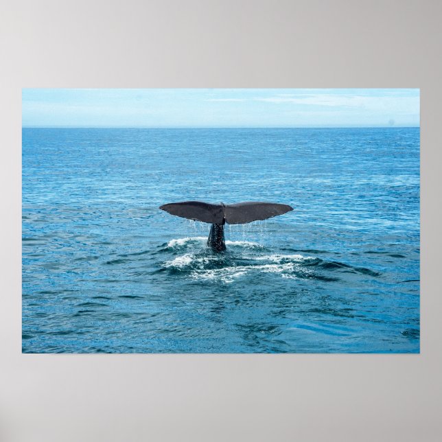 Poster Animaux de compagnie et autres animaux - nageoire  (Devant)