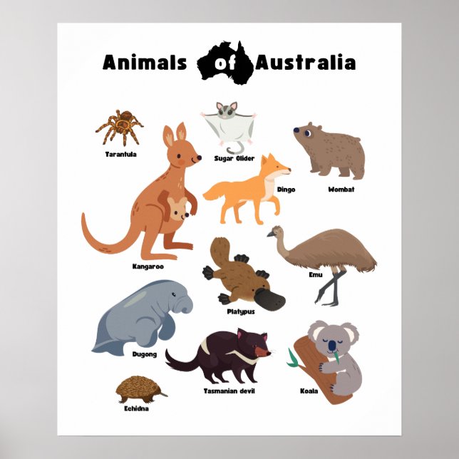 Poster Animaux de l'Australie faune australienne (Devant)