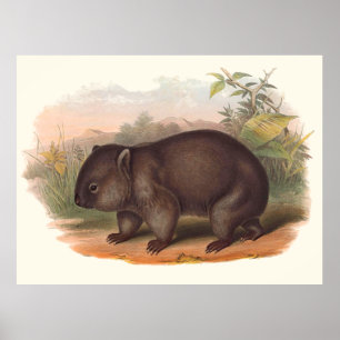 Poster Animaux de l'Australie le wombat