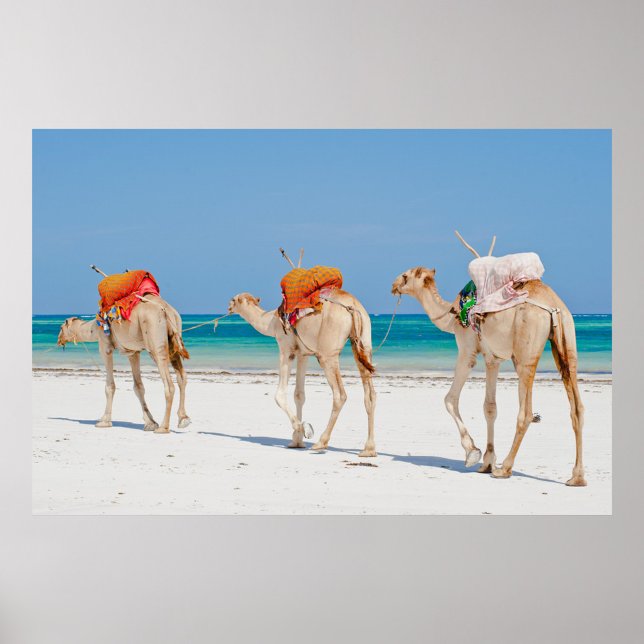 Poster Animaux de plage (Three camels walking on a white sand beach with a clear blue sky and turquoise water.)