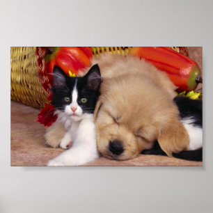 Poster Animaux familiers câlins mignons