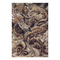 Animaux lézards vintage par Ernst Haeckel