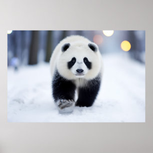 Poster Animaux Panda Dans La Rue En Plein Air