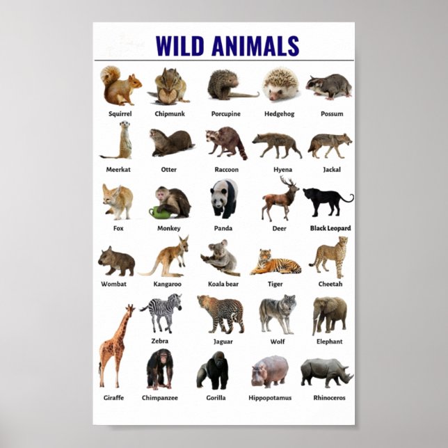 Poster Animaux sauvages (Devant)