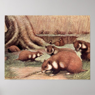 Poster Animaux Sauvages de Collection, Hamsters par Louis