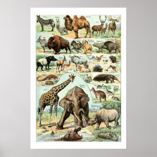 Poster Animaux sauvages du cru 1922