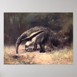 Poster Animaux sauvages vintages, Anteater géant par CE S