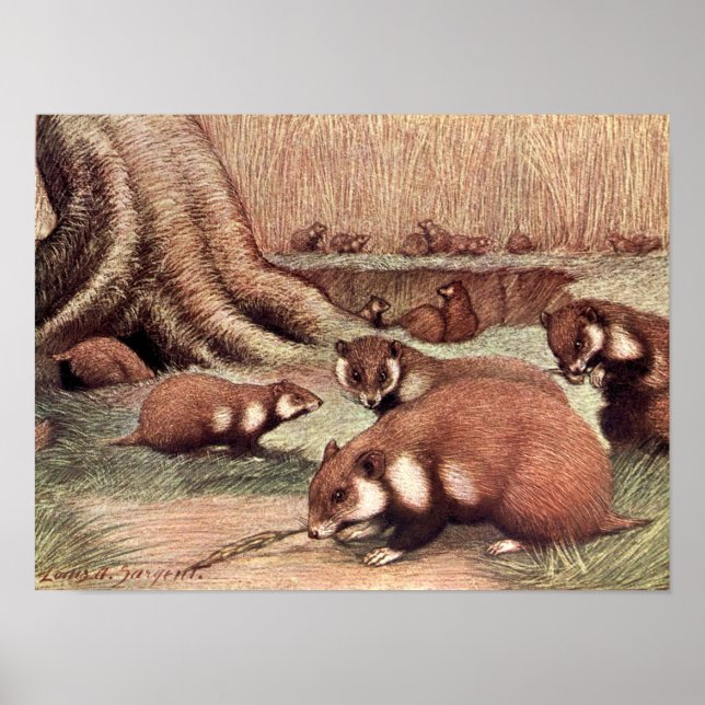 Poster Animaux sauvages vintages, Hamsters de Louis Sarge (Devant)