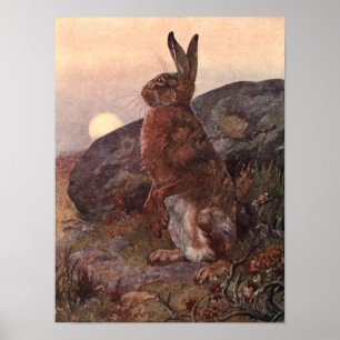 Poster Animaux sauvages vintages, lièvre par Winifred Aus