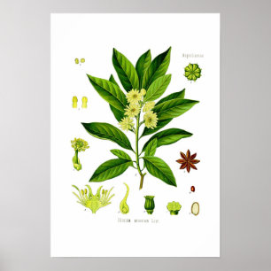 Poster Anis d'étoile